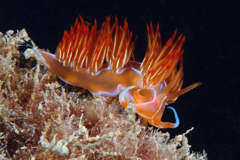 Dondice banyulensis
